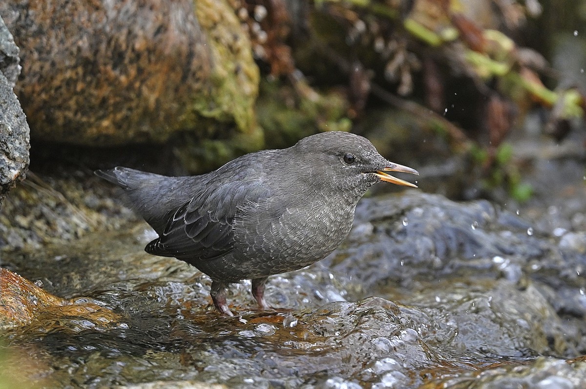 American Dipper - ML642500995