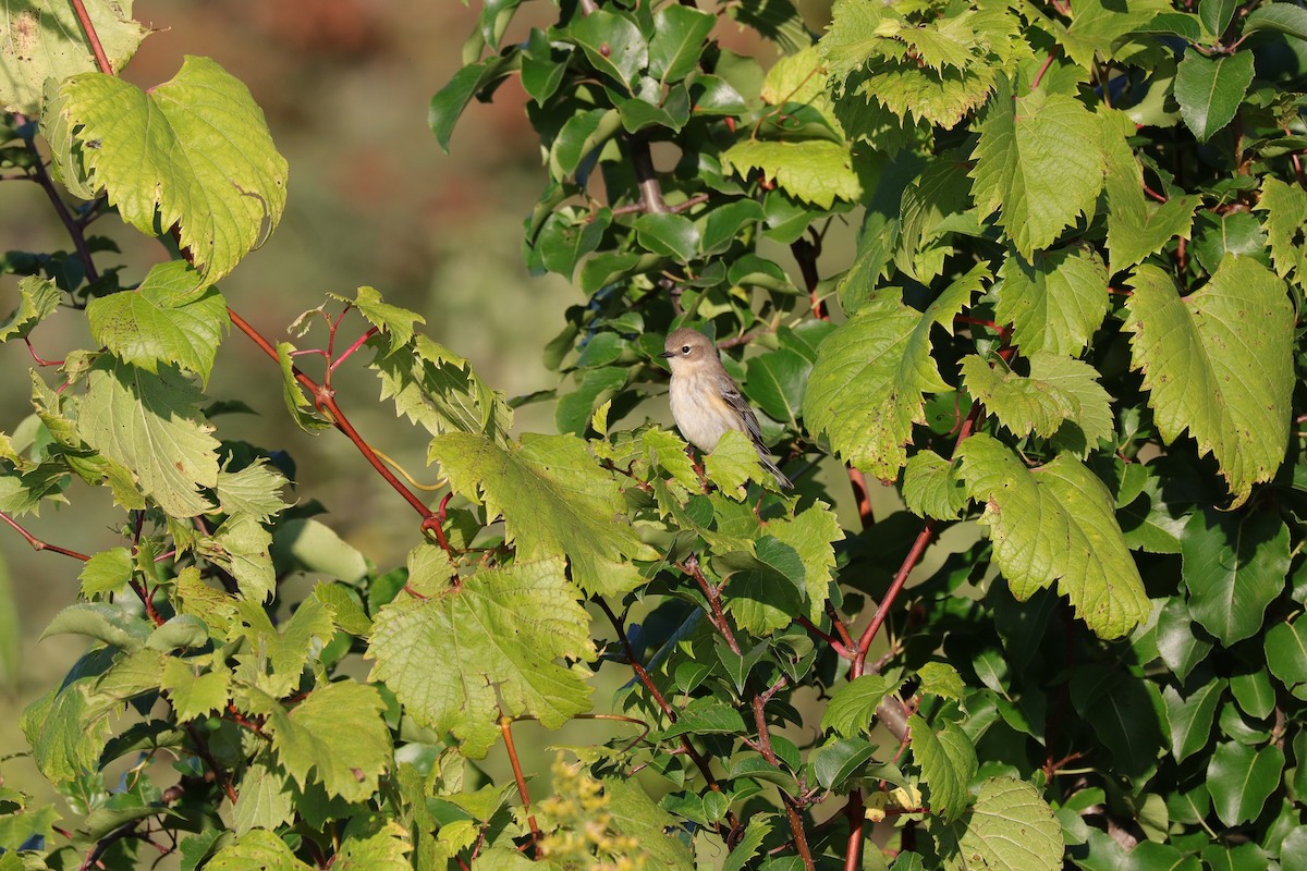 lesňáček žlutoskvrnný (ssp. coronata) - ML642501002