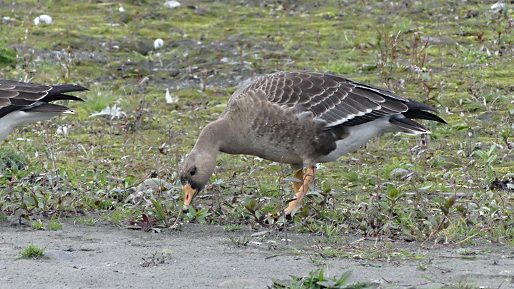 Oca lombardella - ML642501006
