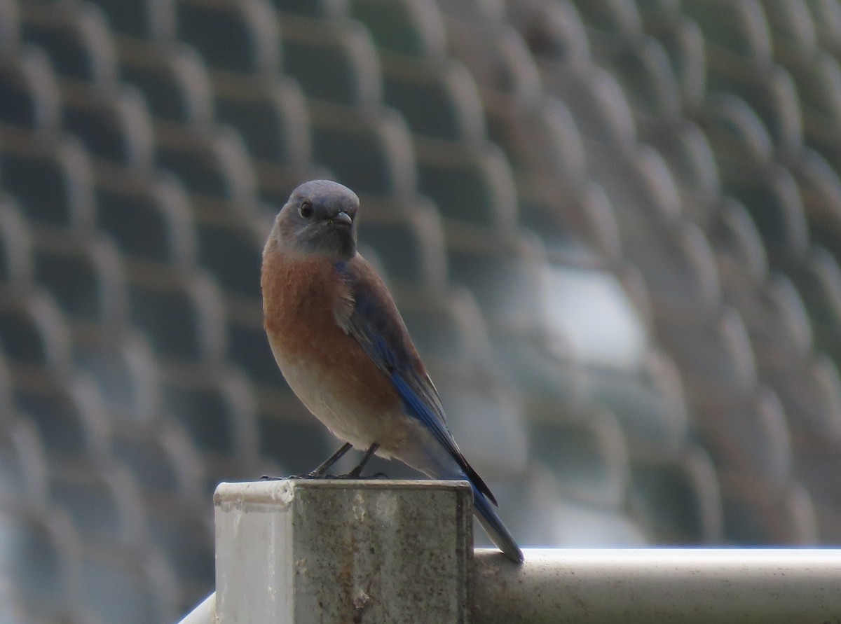 Western Bluebird - ML642501009