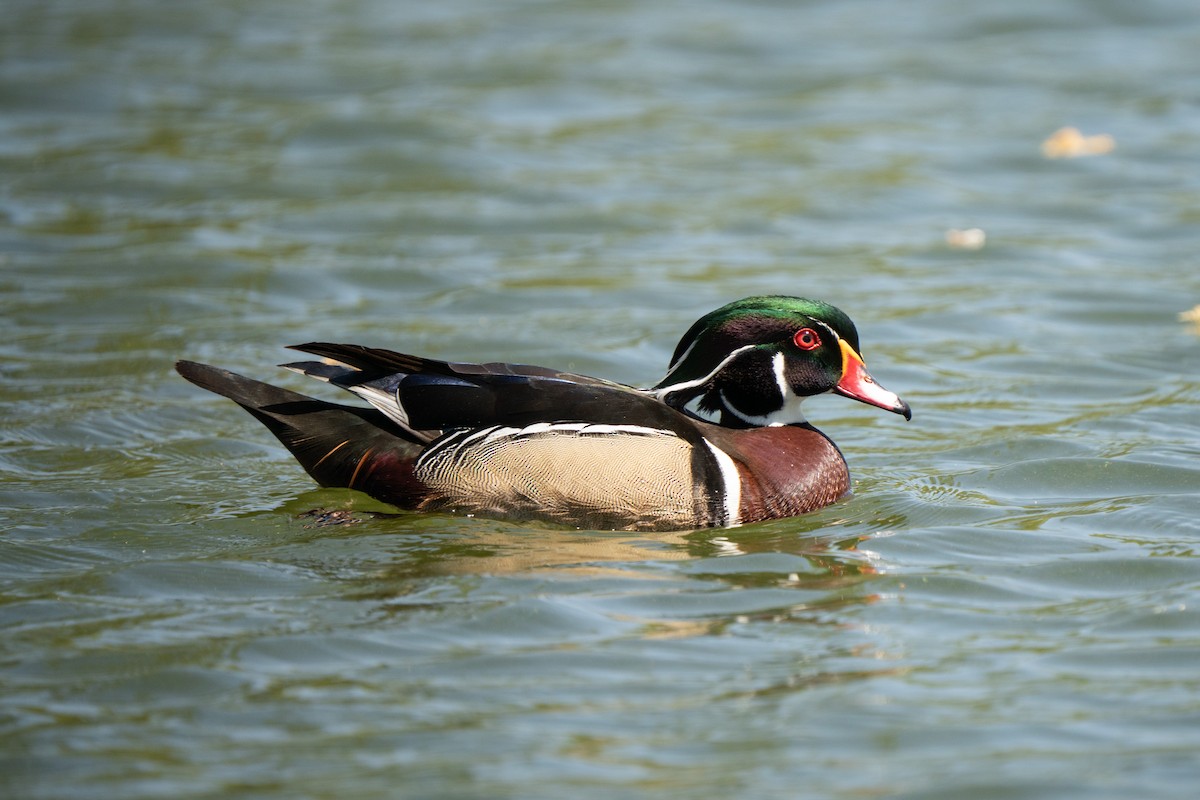 Wood Duck - ML642501010