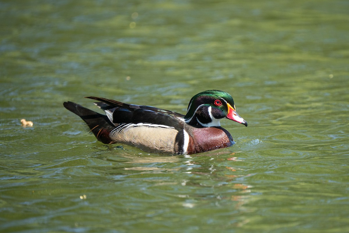 Wood Duck - ML642501011