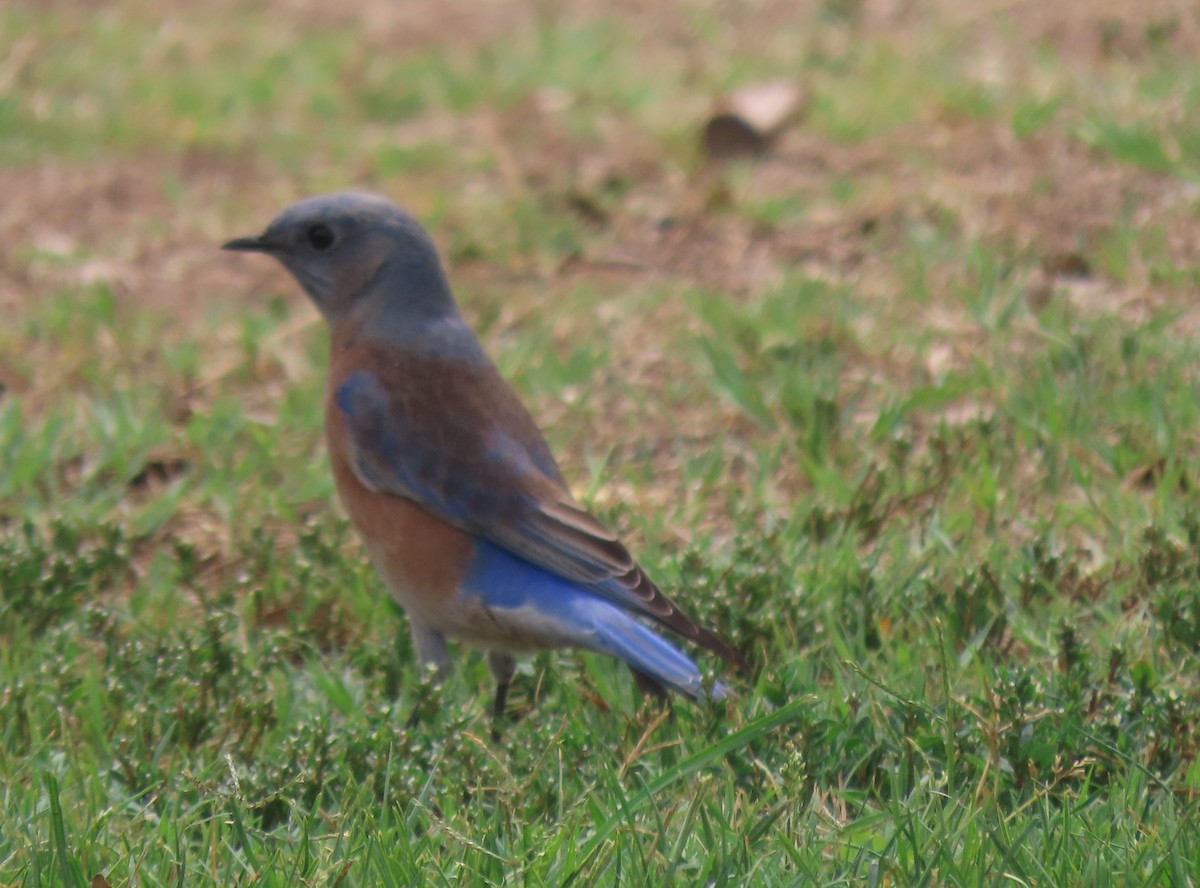 Western Bluebird - ML642501027