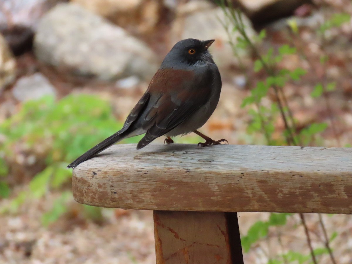 Yellow-eyed Junco - ML642501041
