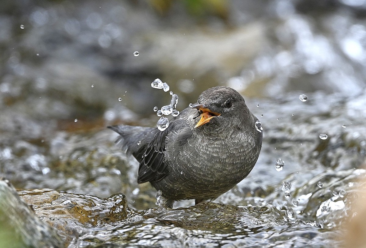 American Dipper - ML642501047