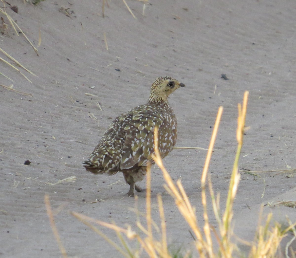 Burchell's Sandgrouse - ML642501053
