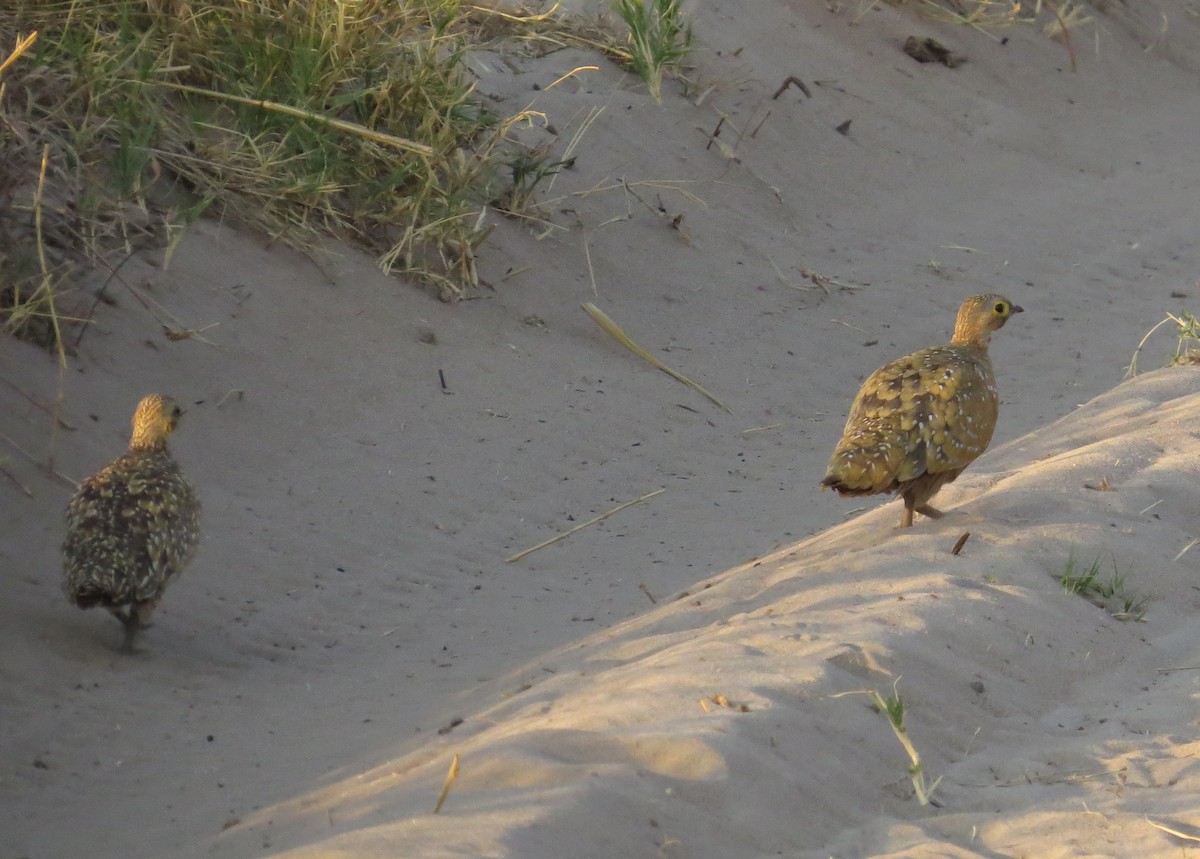 Burchell's Sandgrouse - ML642501054