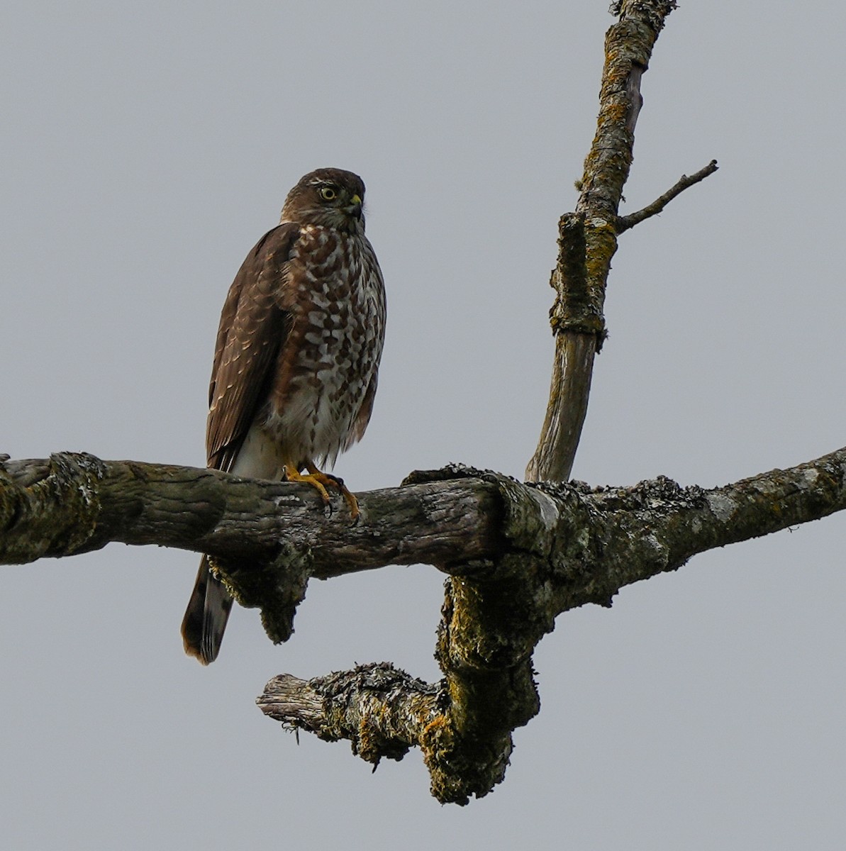 Cooper's Hawk - ML642501057