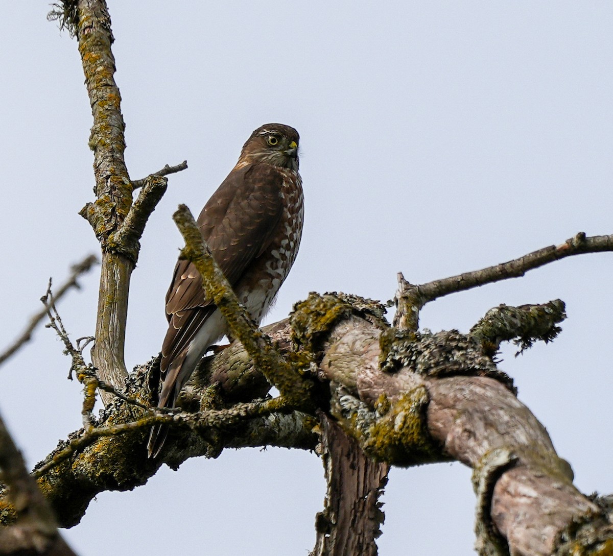 Cooper's Hawk - ML642501058