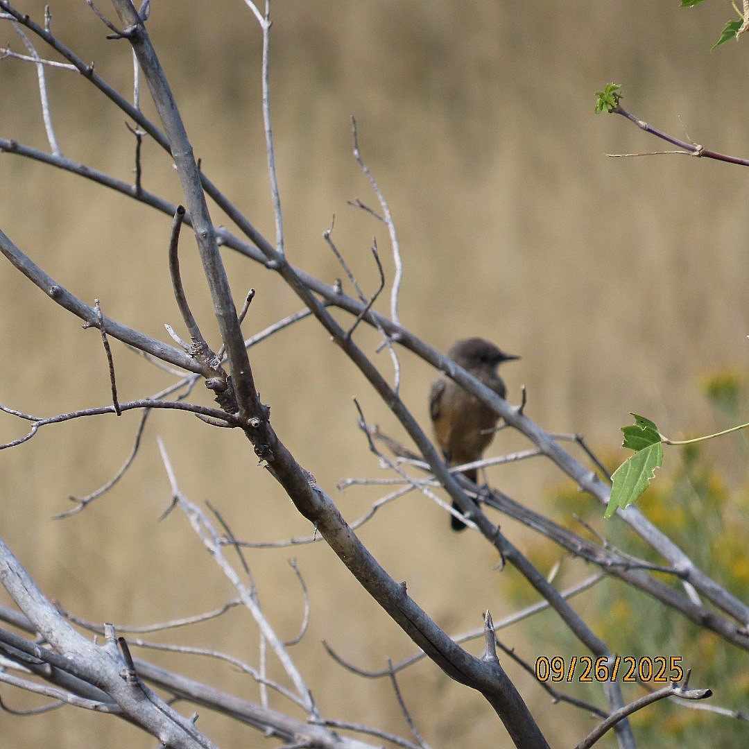 Say's Phoebe - ML642501072