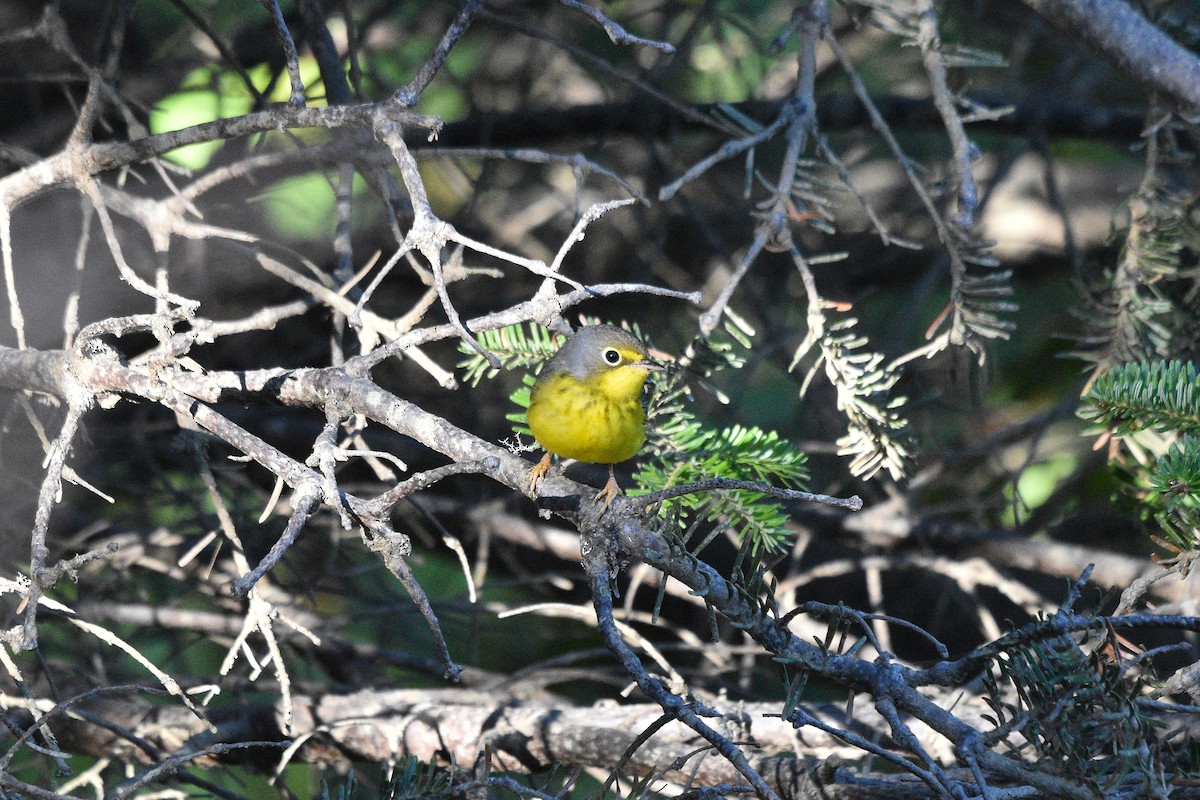 lesňáček kanadský - ML642501080