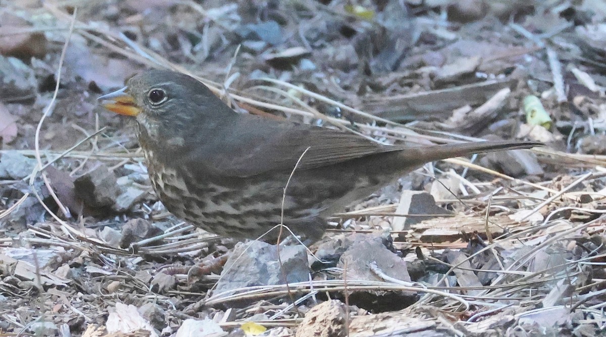 Fox Sparrow (Sooty) - ML642501086