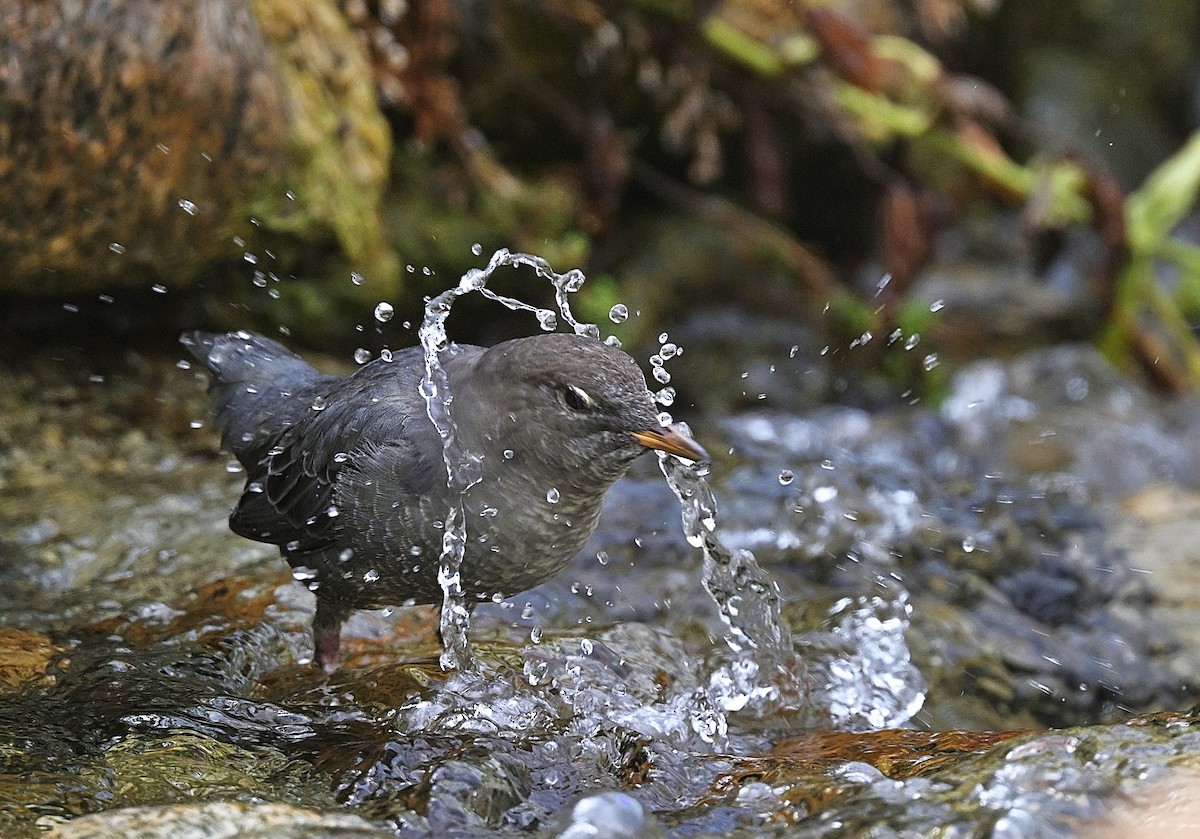 American Dipper - ML642501095