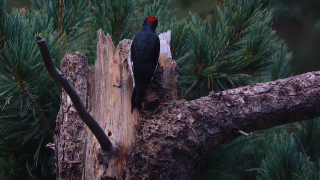 Acorn Woodpecker - ML642501119