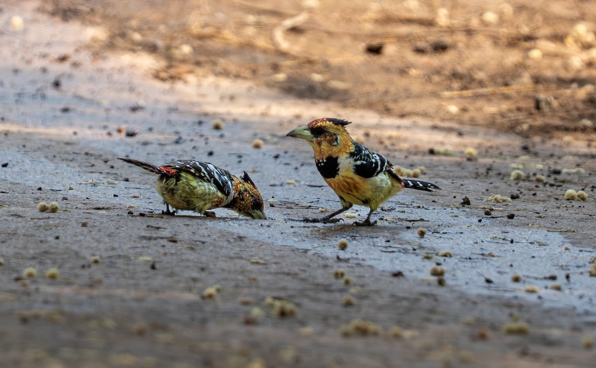 Crested Barbet - ML642501141