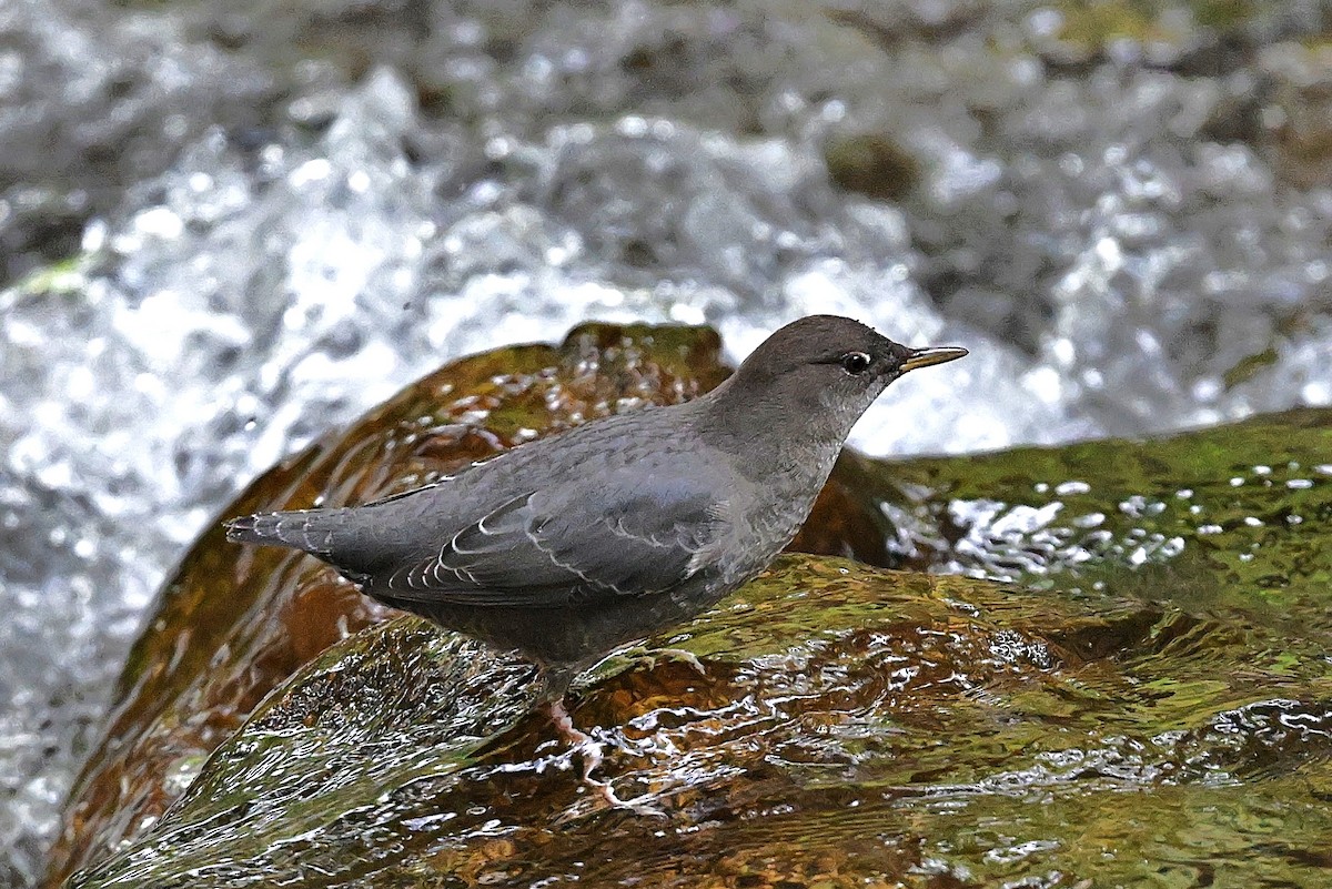 American Dipper - ML642501143