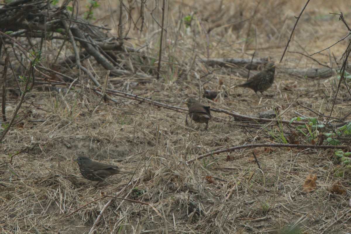 Fox Sparrow (Sooty) - ML642501148