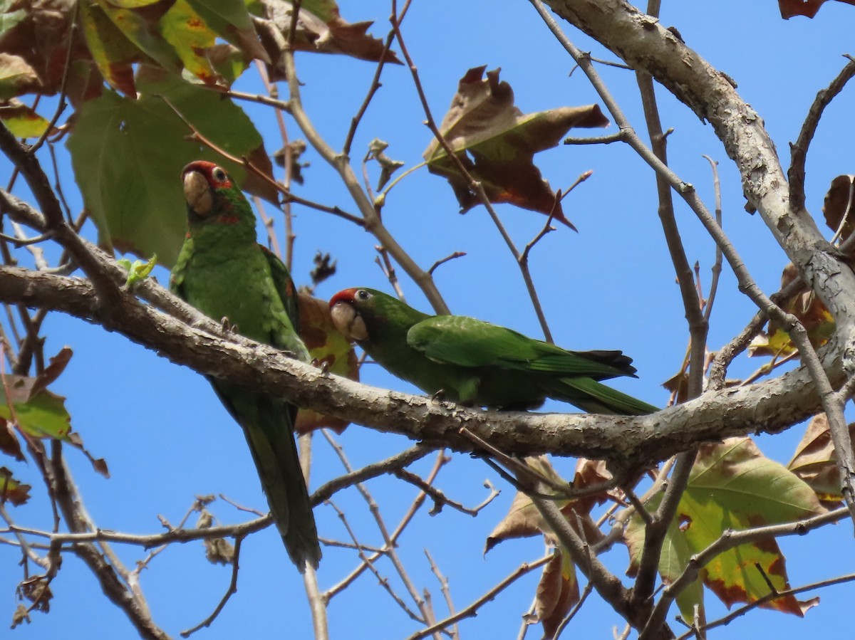 Mitred Parakeet - ML642501167