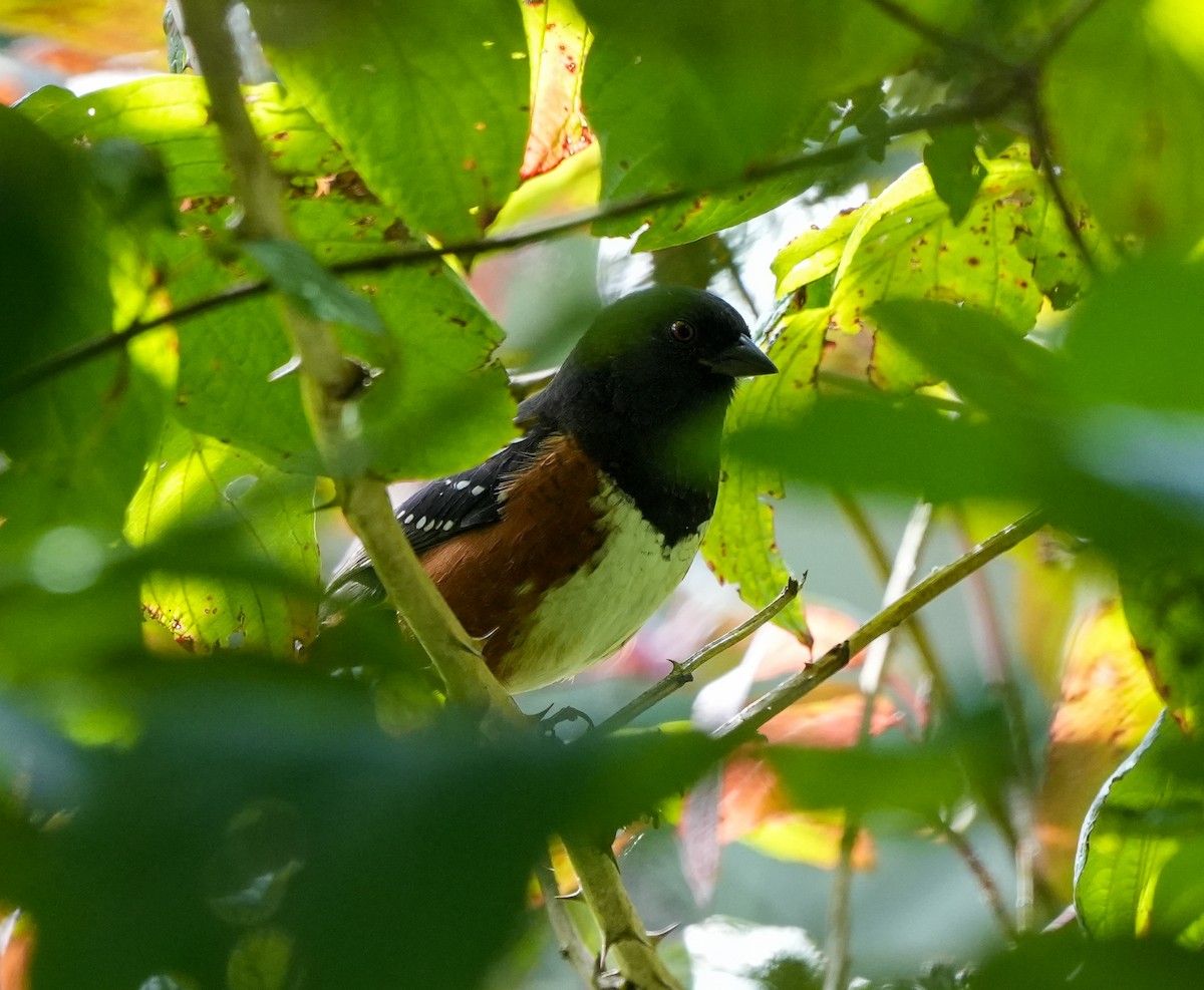 Spotted Towhee - ML642501168