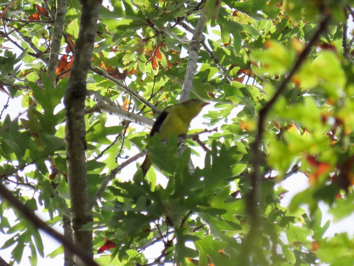 Scarlet Tanager - ML642501178