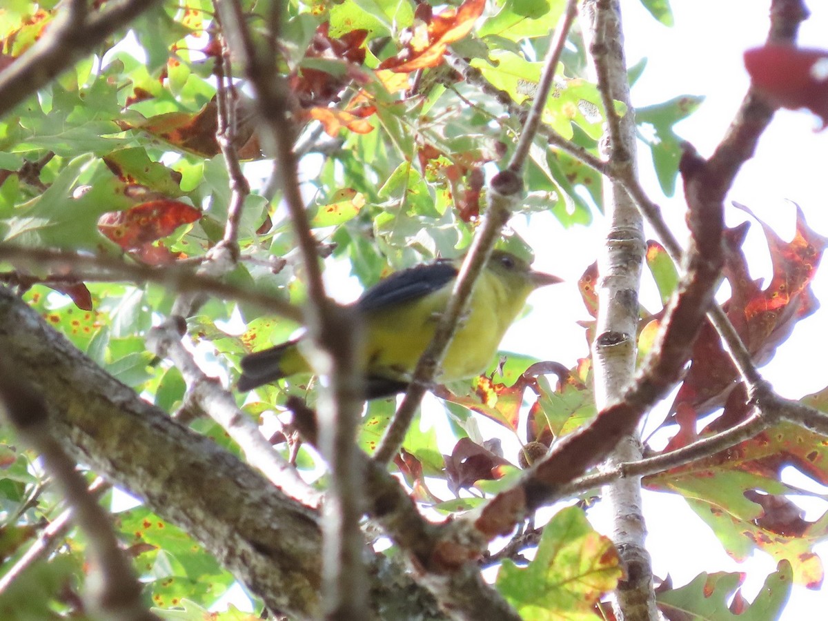 Scarlet Tanager - ML642501179