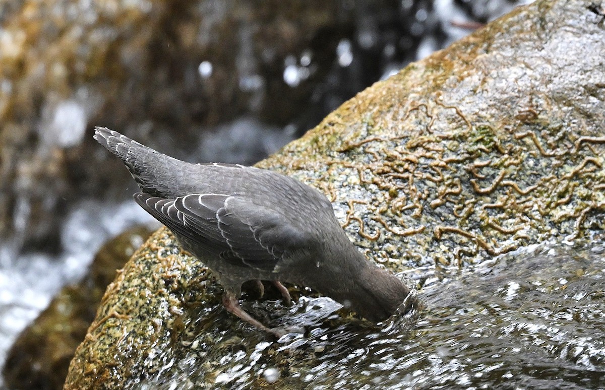 American Dipper - ML642501183