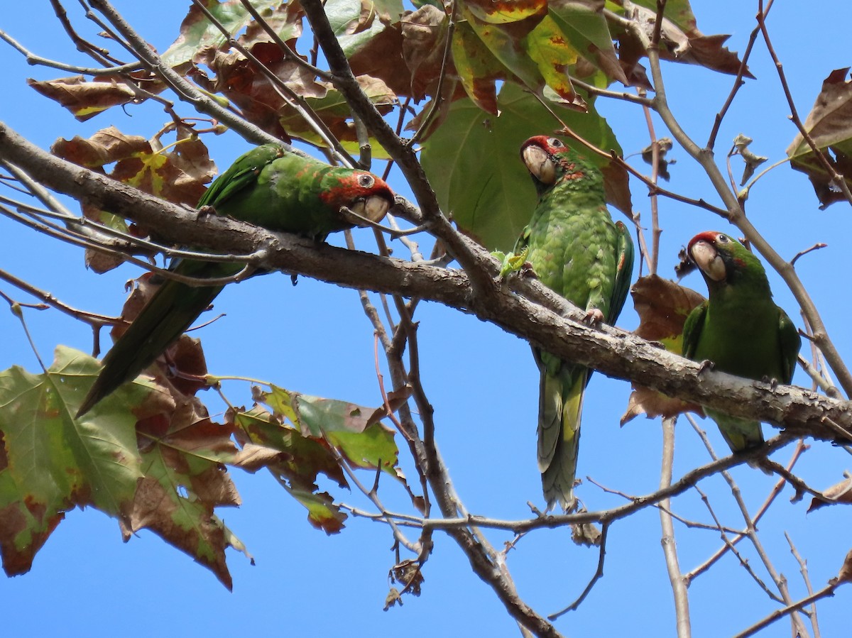 Mitred Parakeet - ML642501190