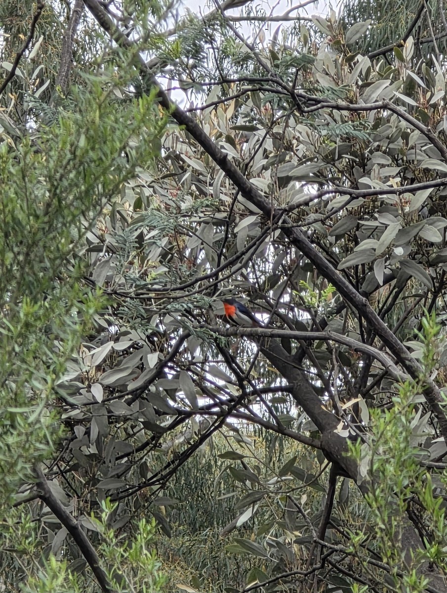 Mistletoebird - ML642501205