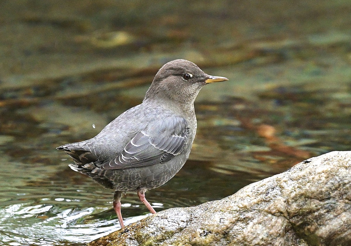 American Dipper - ML642501234
