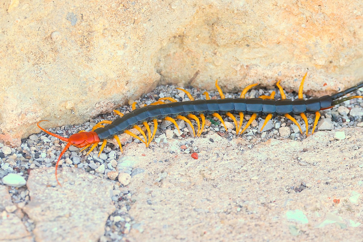 Animals - ML642501252