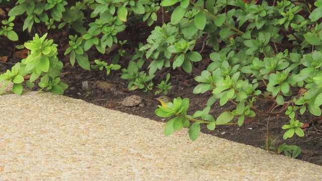 Common Yellowthroat - ML642501256