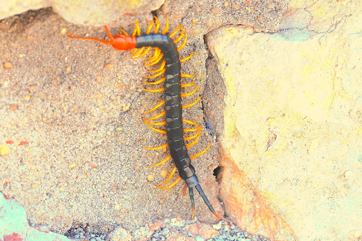 Animals - ML642501261