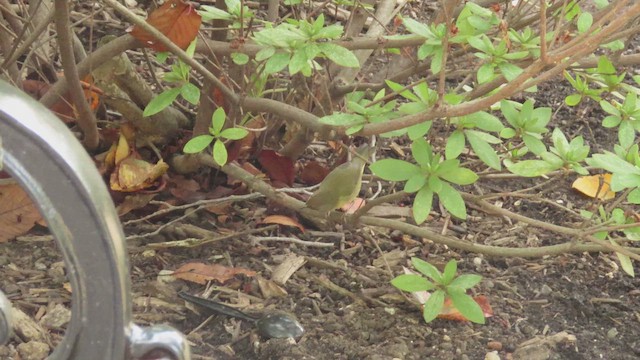 Common Yellowthroat - ML642501262