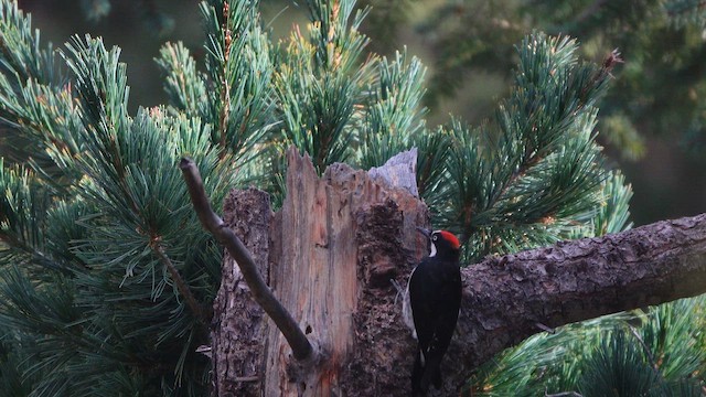 Acorn Woodpecker - ML642501266