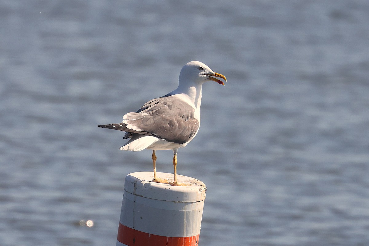 Lesser Black-backed Gull - ML642501275