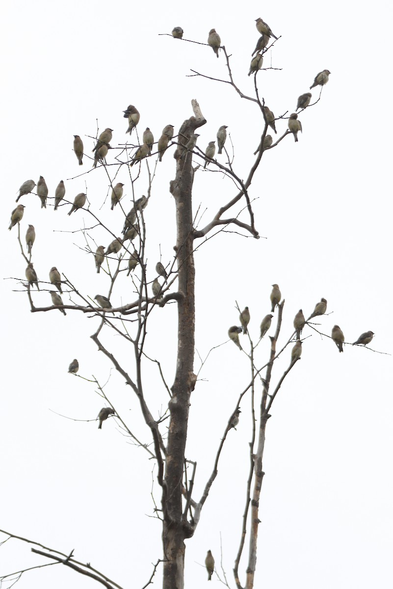 Cedar Waxwing - ML642501281