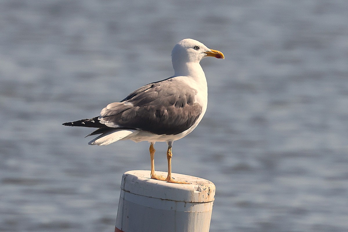 Lesser Black-backed Gull - ML642501285