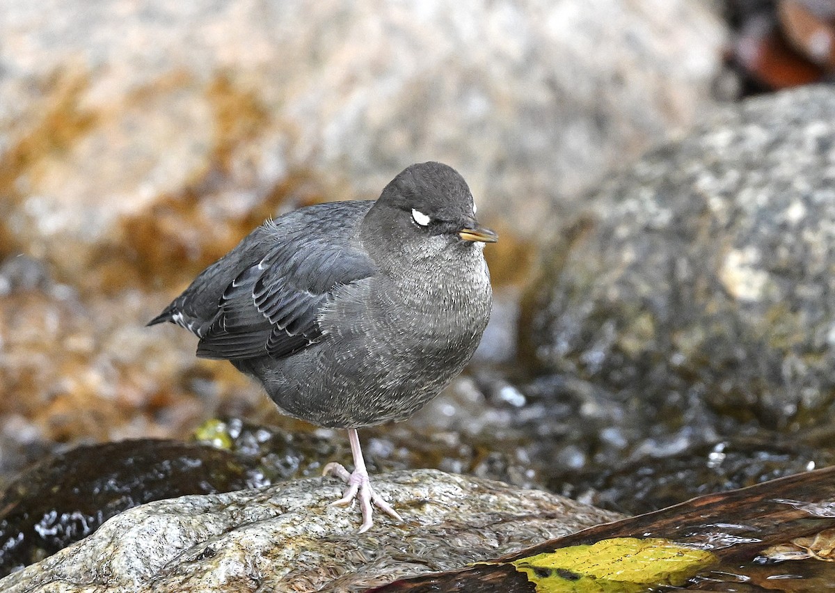 American Dipper - ML642501291
