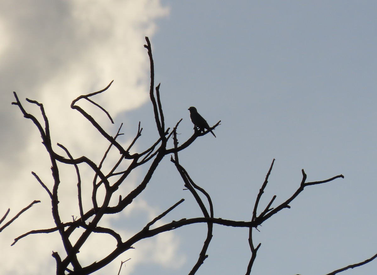 Blue-gray Tanager - ML642501294
