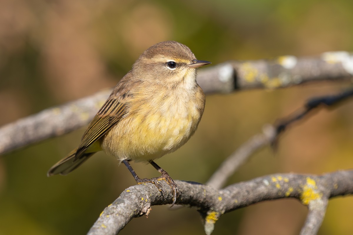 Palm Warbler - ML642501295