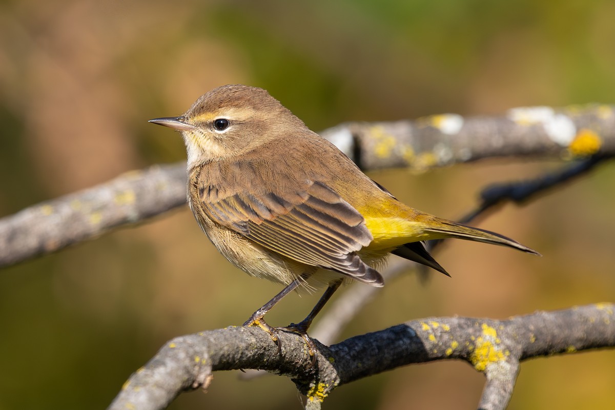 Palm Warbler - ML642501296