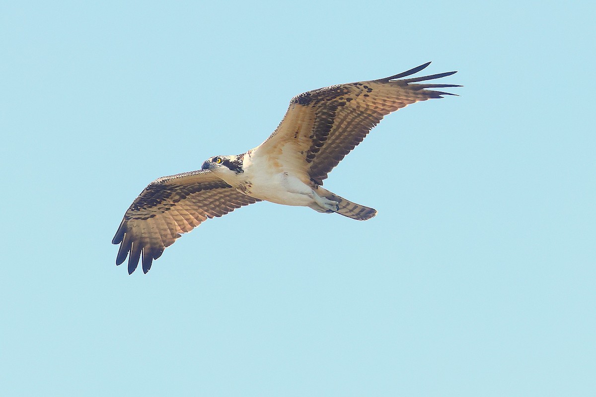 Osprey - ML642501297