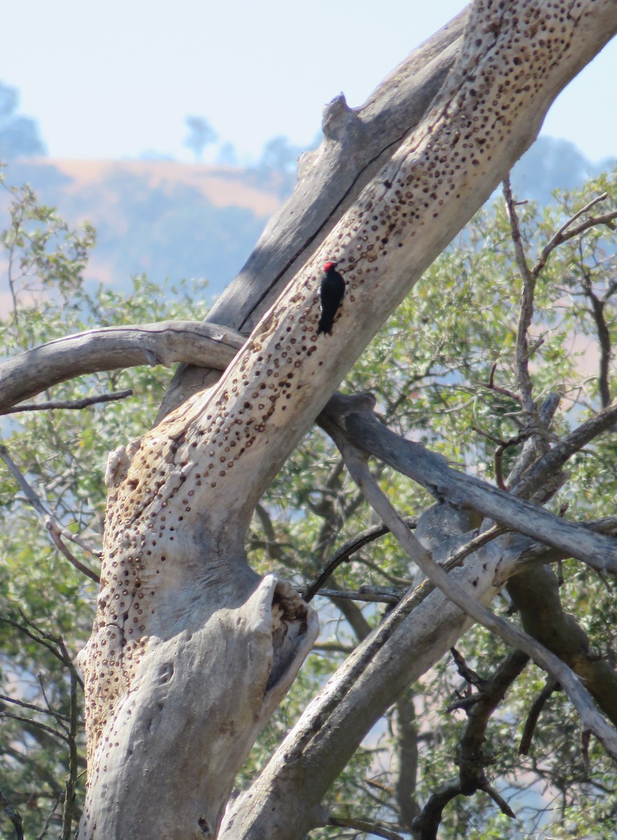 Acorn Woodpecker - ML642501338