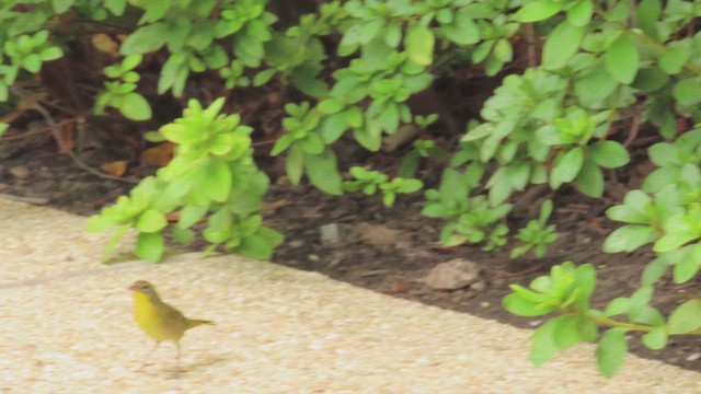 Common Yellowthroat - ML642501340