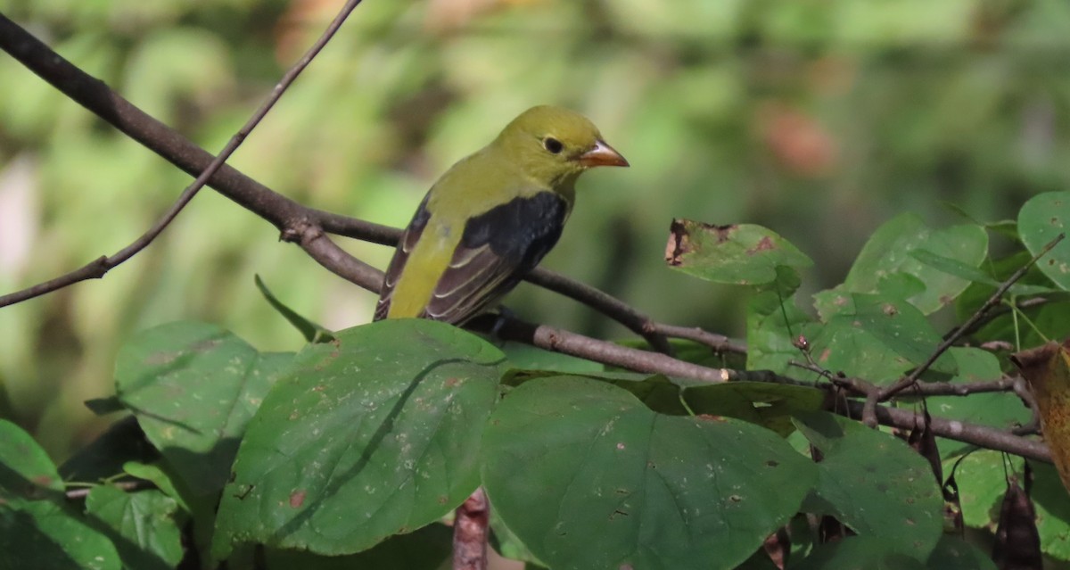 Scarlet Tanager - ML642501349
