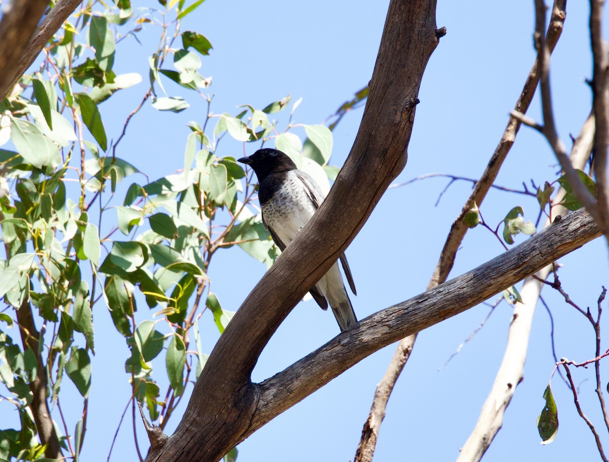 White-bellied Cuckooshrike - ML642501392