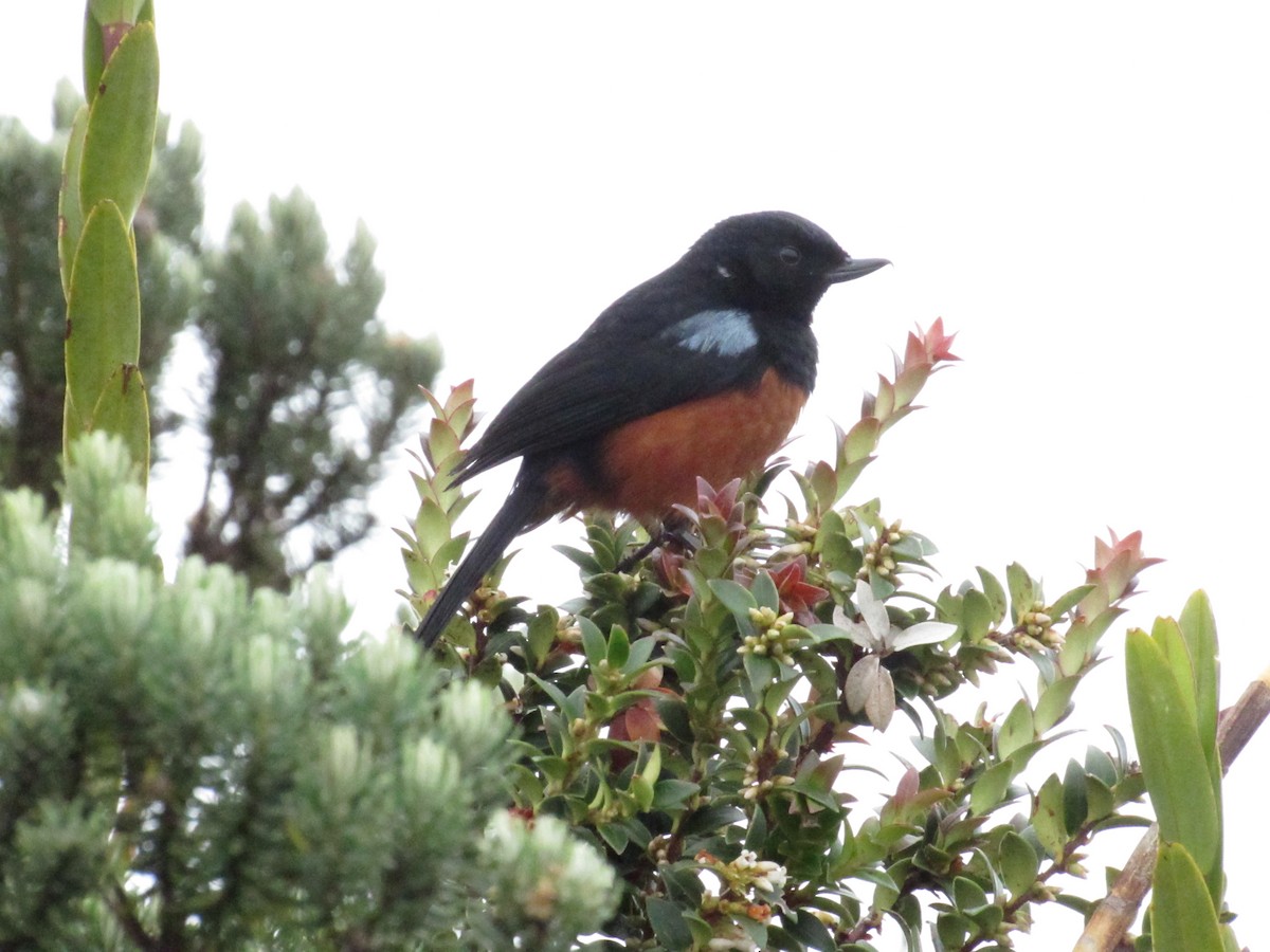 Chestnut-bellied Flowerpiercer - ML642501401