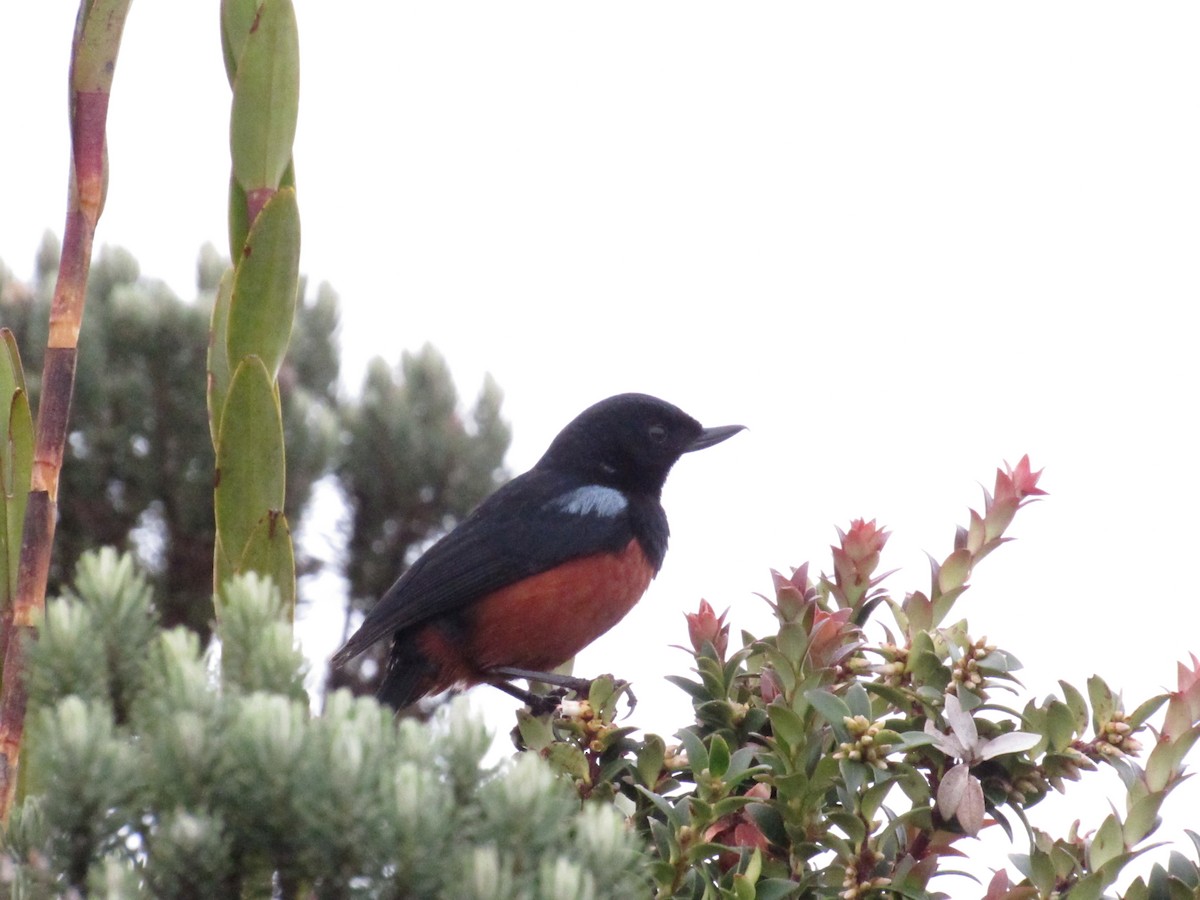 Chestnut-bellied Flowerpiercer - ML642501402