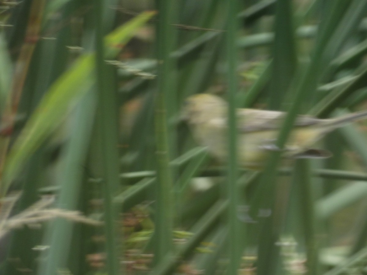 Painted Bunting - ML642501407