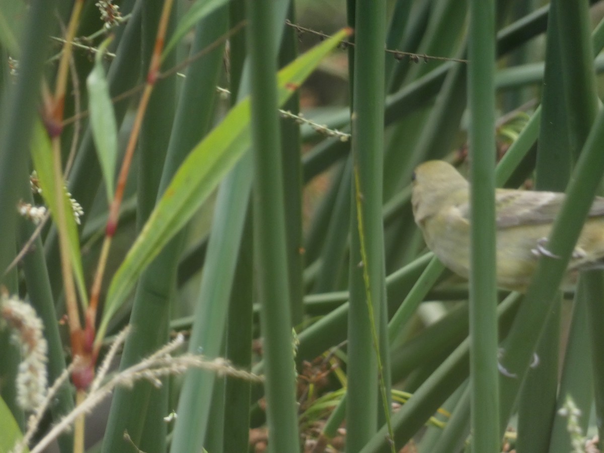 Painted Bunting - ML642501408